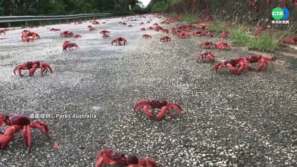 澳洲小島奇景! 千萬紅蟹大軍"壓馬路"
