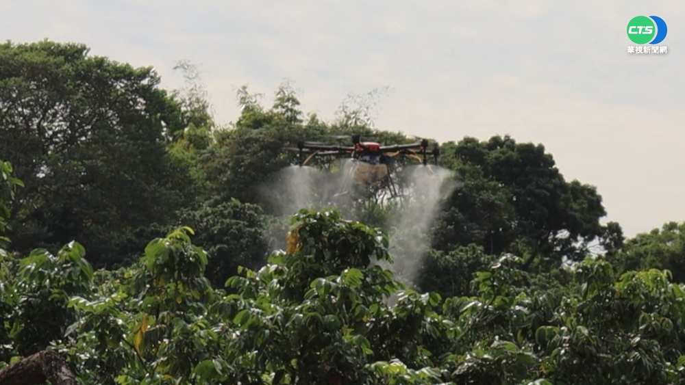 停收購荔枝椿象卵片 彰化改無人機噴藥