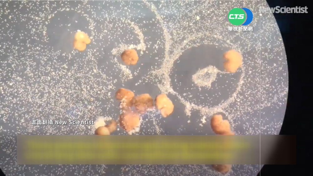 史上首例! 活體"爪蟾機器人"可繁殖