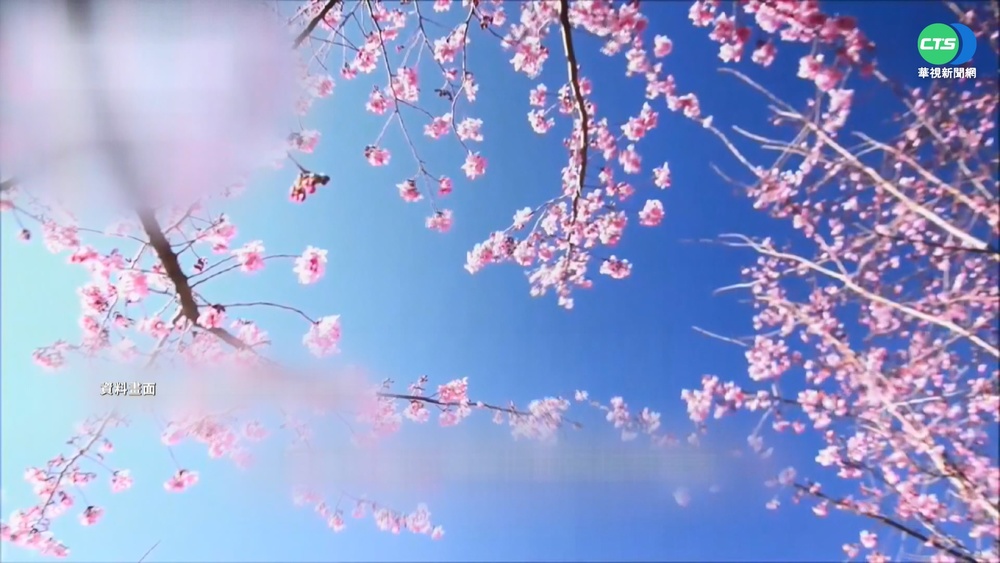 福壽山3月櫻訂房 1922間20分鐘搶光