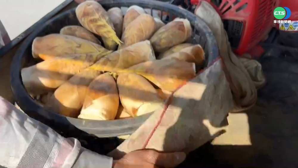 雨水濕氣不足 冬筍量大減.價漲2-3成