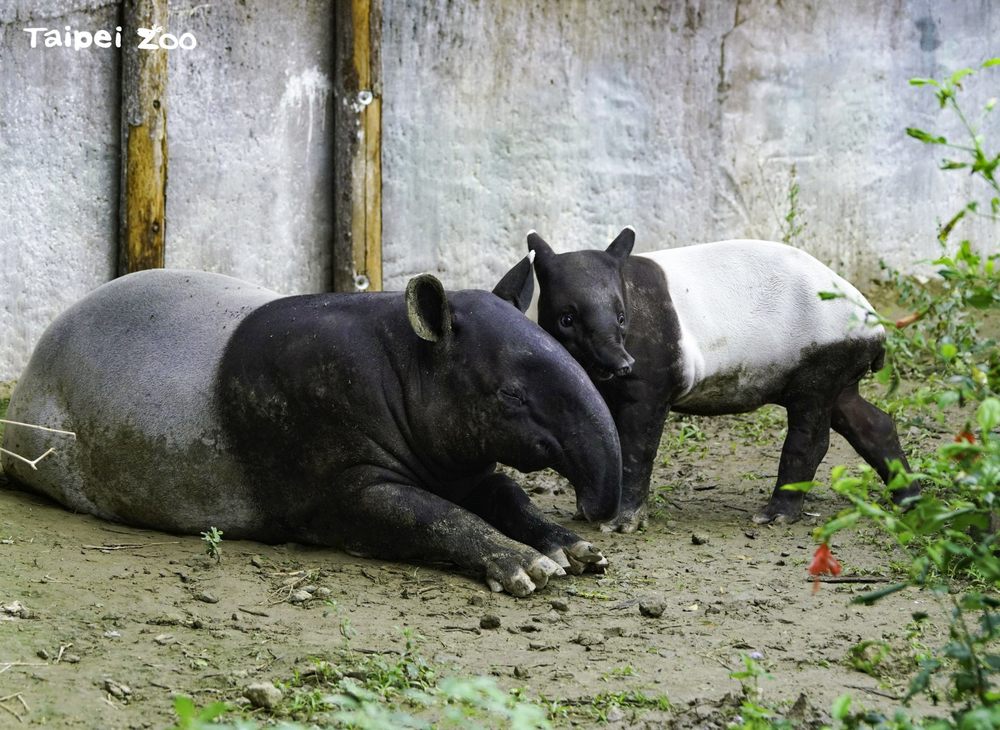 （台北市立動物園提供）