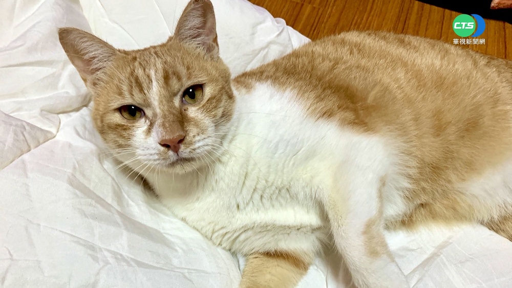 集集火車站慶百歲 "貓站長"開放命名