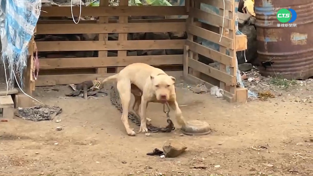 遭鄰居比特犬咬傷 3歲男童送醫不治!