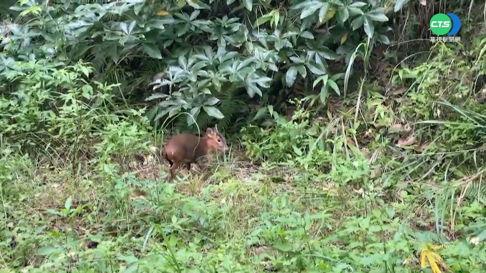 保育即刻救援 野放山羌.麝香貓回家