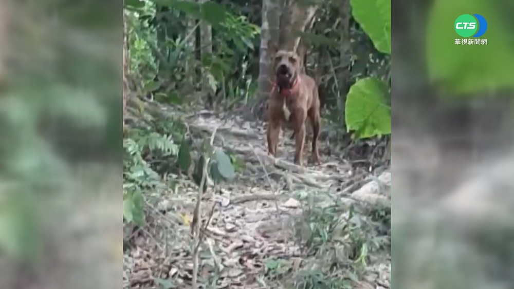 "有項圈"比特犬流竄山區 疑遭主人棄養