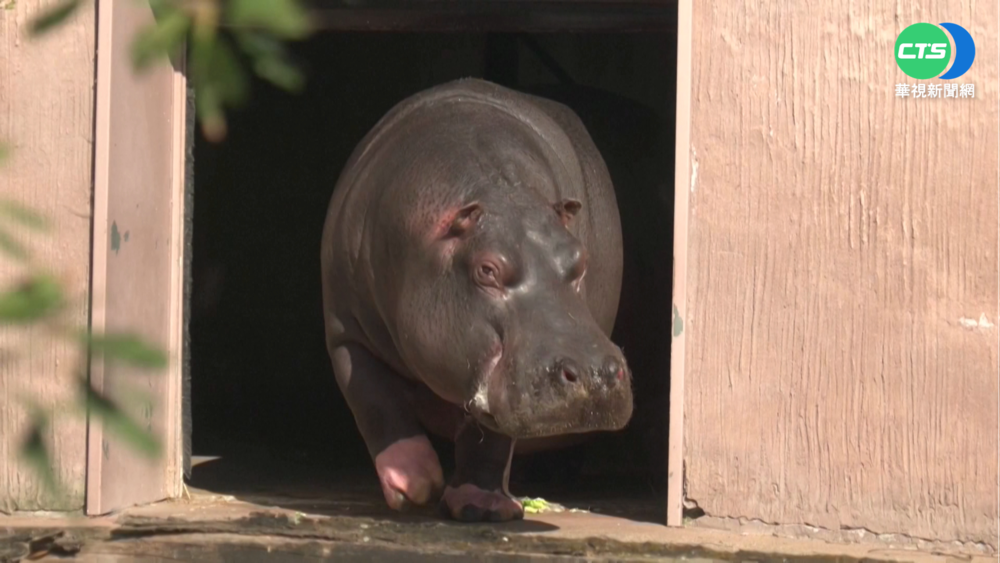 全球首例! 比利時河馬母女確診新冠