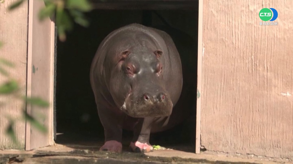 比利時河馬母女PCR陽性 園區暫關閉!