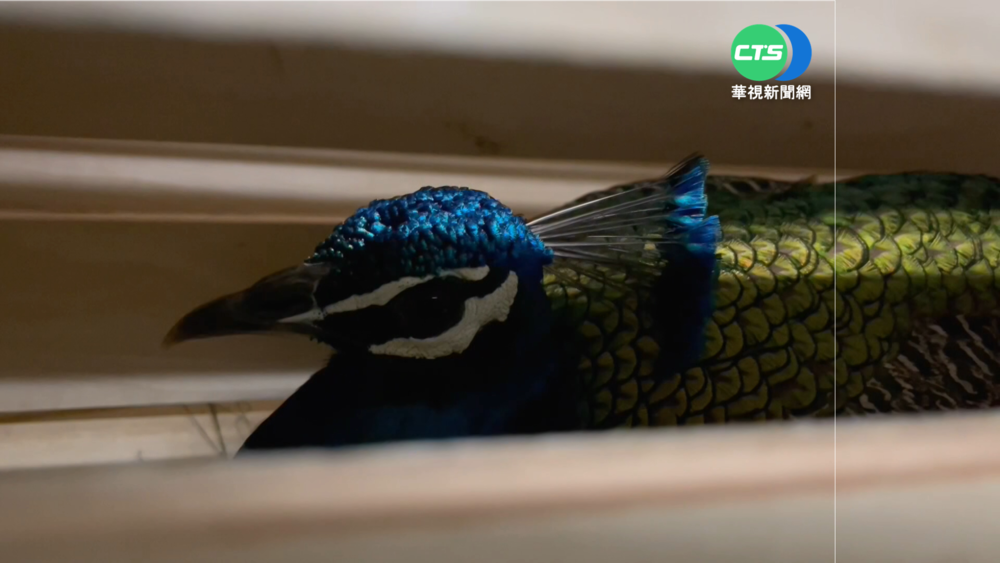 澎湖2孔雀"越獄"落跑 相隔8個月終尋回