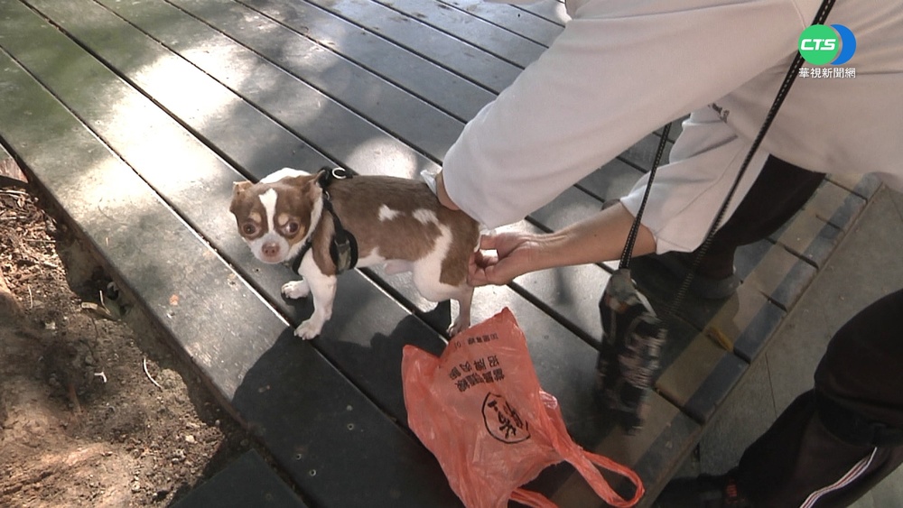 毛小孩隨地留便不清理 台中開罰6千!