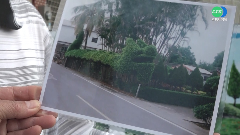 榕樹雕巨龍 斗南鎮樹龍地標超吸睛