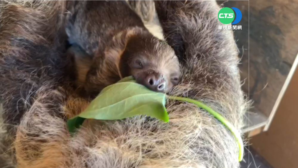 壽山動物園新"萌主" 樹懶寶寶滿月了