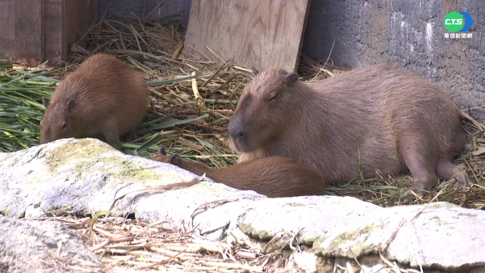 水豚君動物園逛大街? 趁換土偷跑出籠