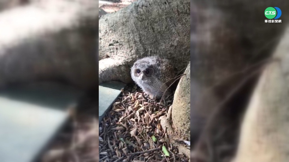 萌翻! "大眼萌怪"領角鴞 現身東海校園