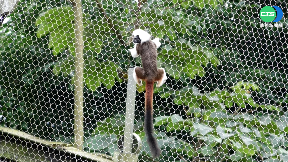 動物園棉頭絹猴"脫逃記" 1小時捕捉回籠