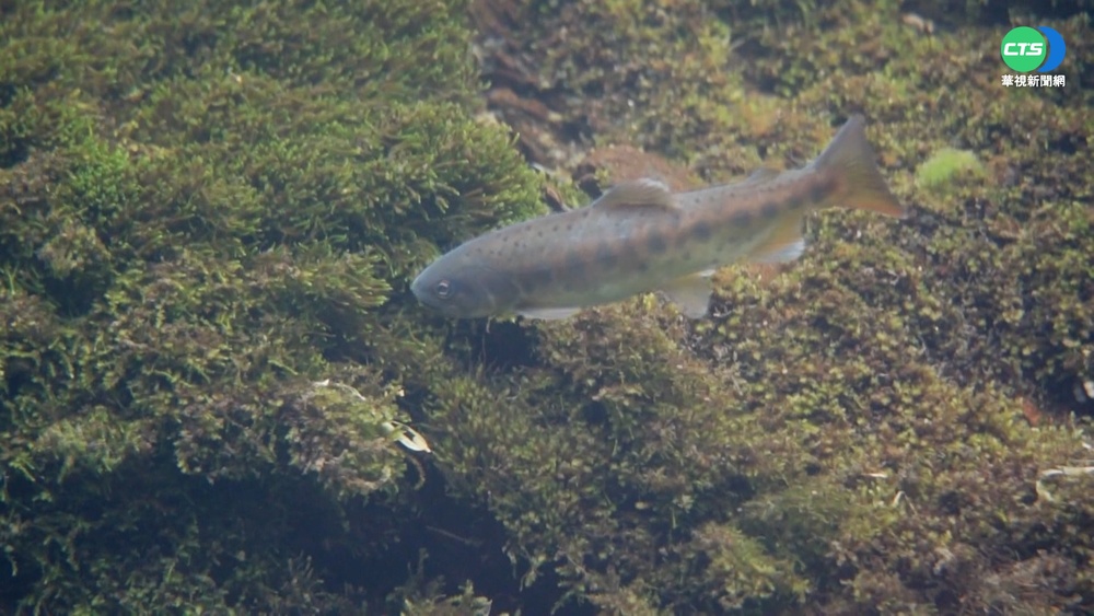 雪霸國家公園 打造櫻花鉤吻鮭實境秀!