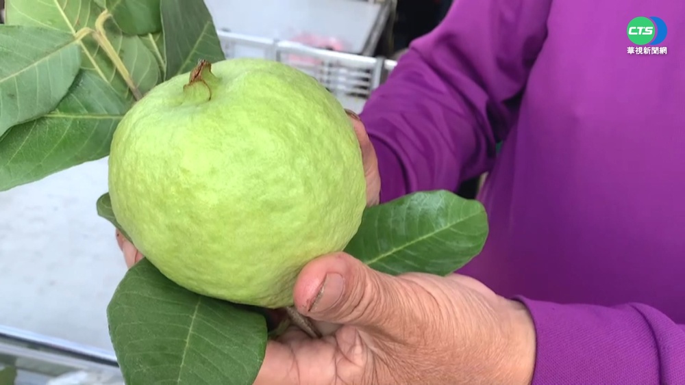 芭樂價飆漲!社頭砸重本送2400顆免費吃