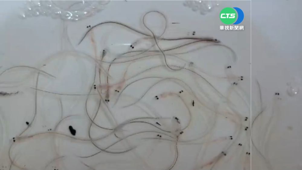 鰻魚苗減產達98% 宜蘭漁民叫苦連天