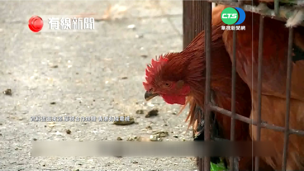 中國禽流感"禽傳人" 廣東1確診.四川1死亡