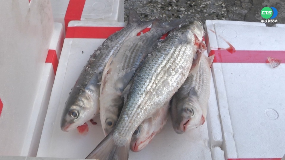 1天捕6000尾烏魚 彰化漁民大賺150萬