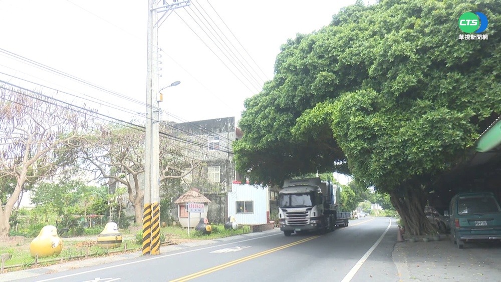 枝葉檔路! 榕樹修成巨型安全帽 超吸睛