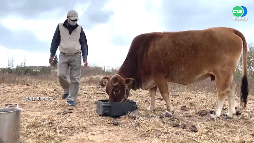 退役老牛展開新生 化身澎湖在地網紅