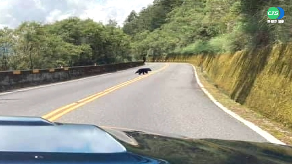 遇黑熊裝死.爬樹犯大忌 玉管處:安靜離開