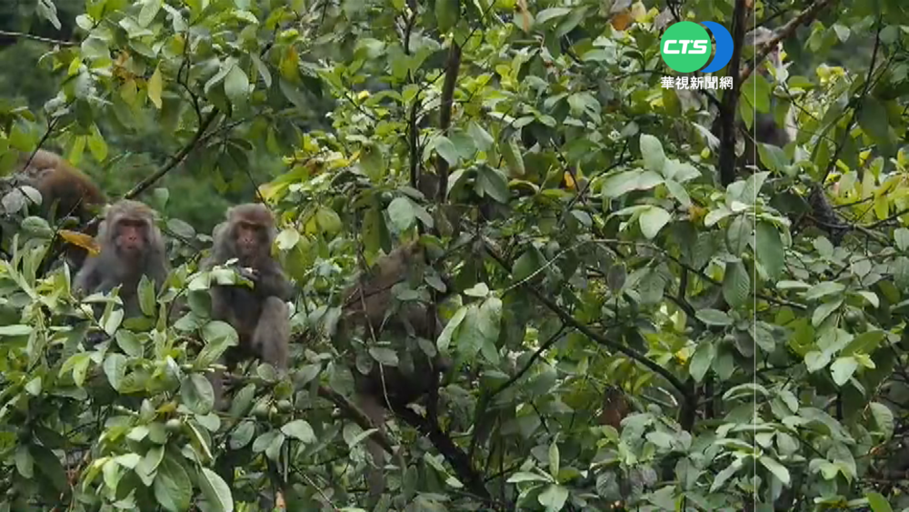 【台語新聞】花蓮獼猴包圍搶食 老翁跌倒傷急包紮