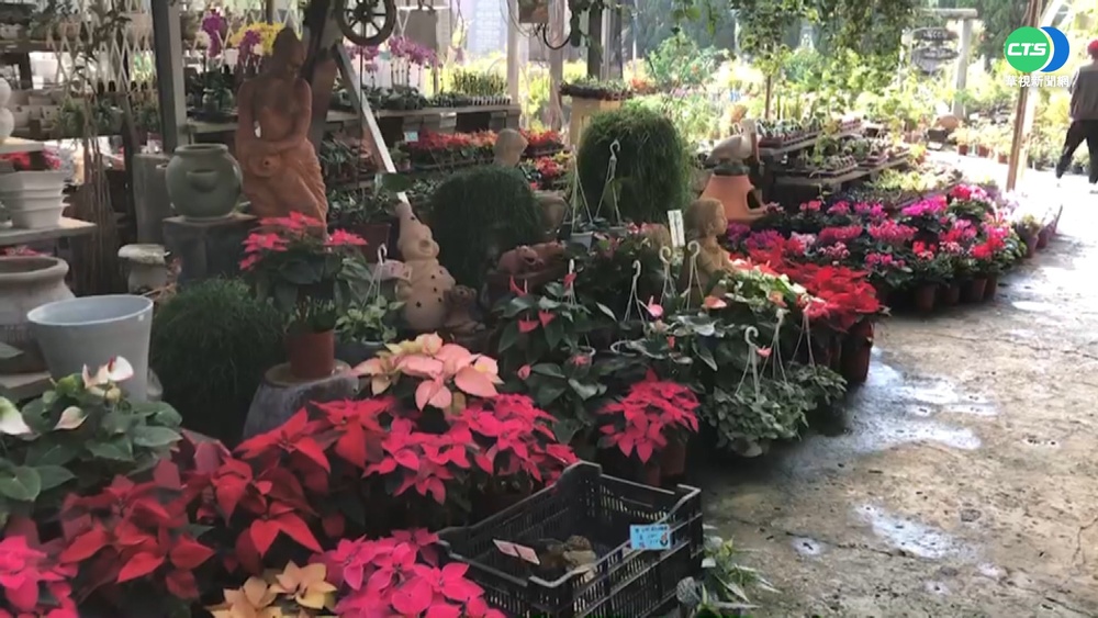 耶誕紅漲價一盆200元 減種要買趁早!