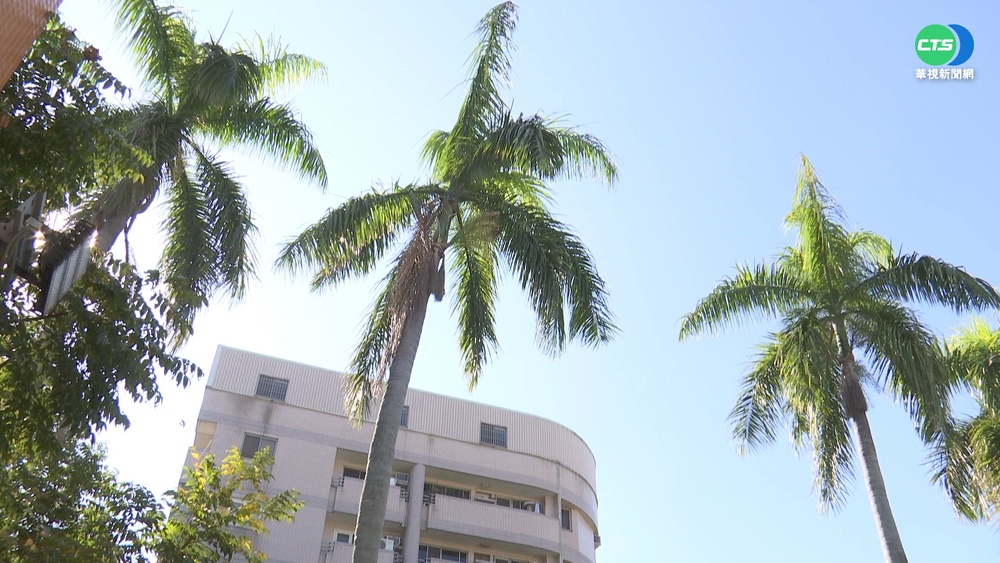 防落葉砸傷人 大王椰子樹穿"鐵花衣"