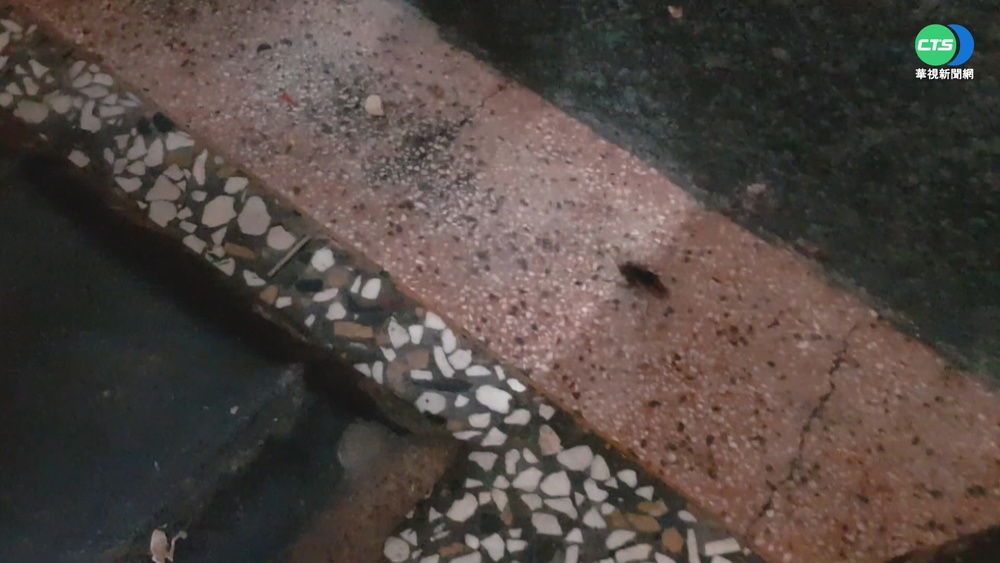 屏知名牛肉老店 蟑螂亂竄嚇壞用餐客