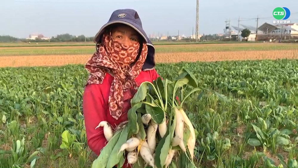 白蘿蔔銅板價 1斤5元開放民眾自採