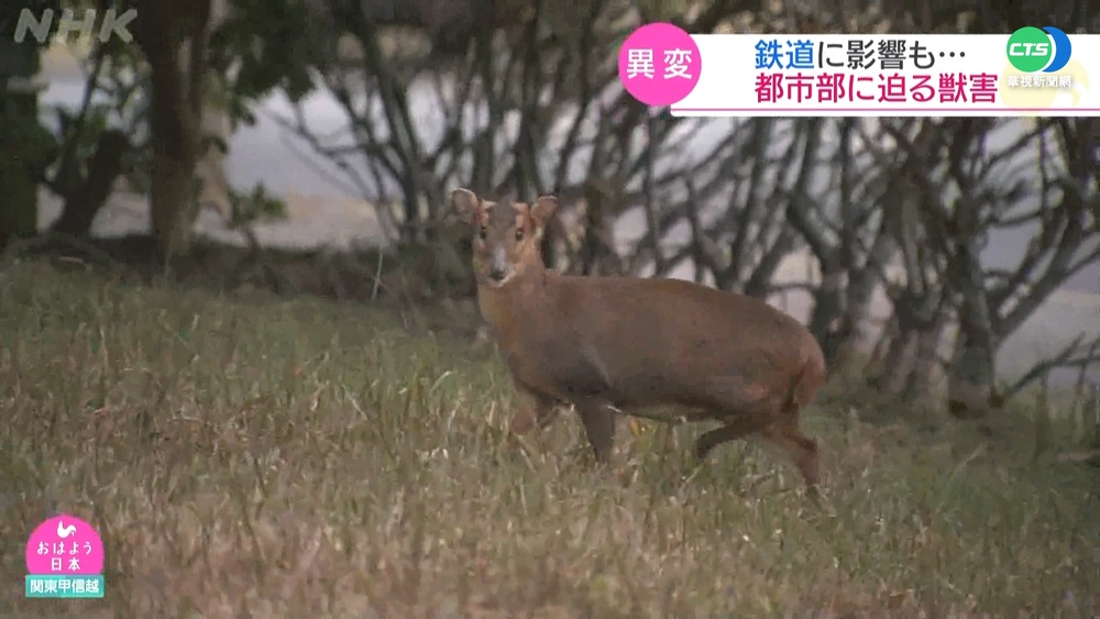 進擊的山羌鬧市區! 東京都會圈新麻煩