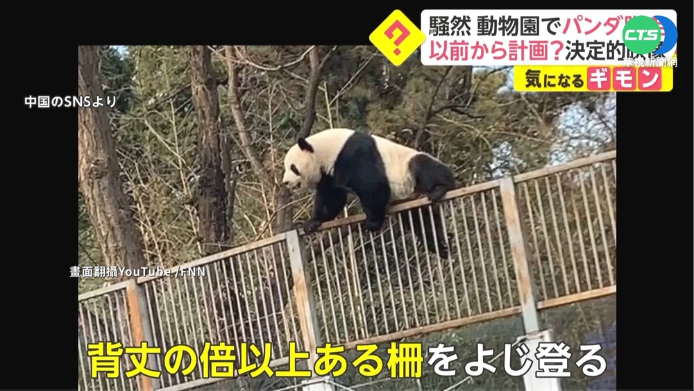 大貓熊深藏不露? 翻牆落跑似有真功夫