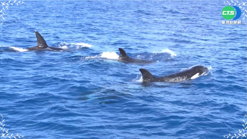 虎鯨一家三口出"游" 人魚共舞超吸睛