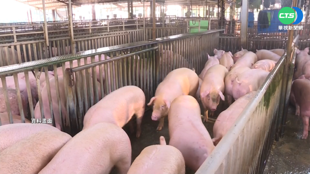 "反萊豬"沒過 雲林養豬戶籲"做好把關"