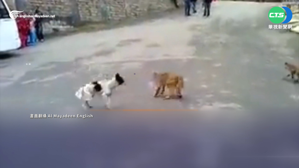 印度村莊爆猴犬大戰 無辜村民遭波及