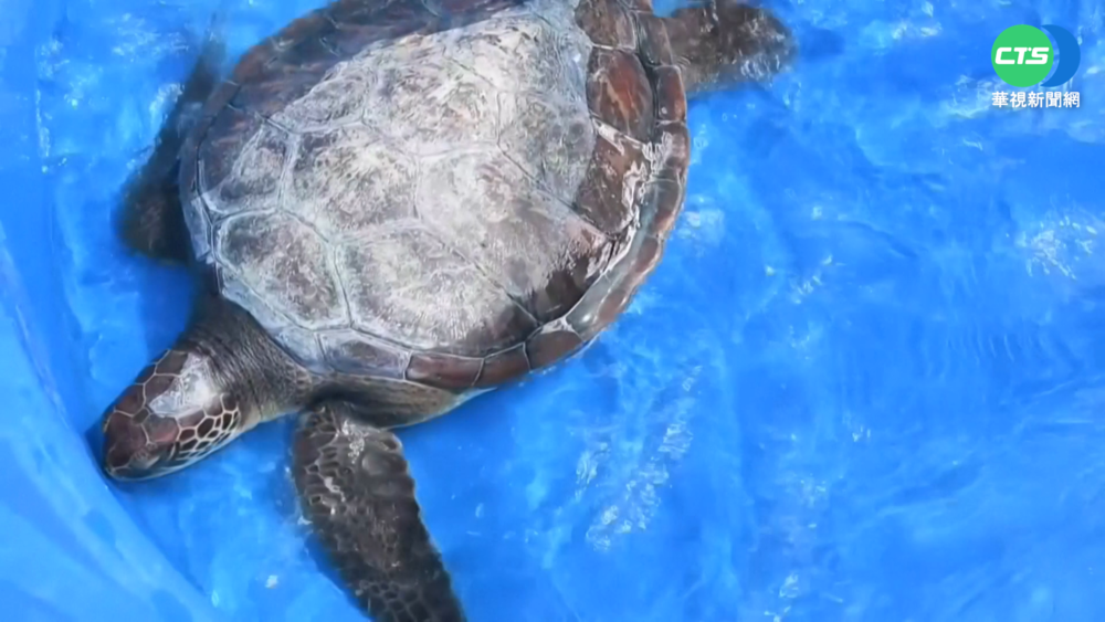 塑膠垃圾威脅海洋 阿根廷搶救小綠蠵龜
