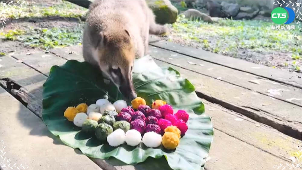 冬至近! 壽山動物園長鼻浣熊吃湯圓