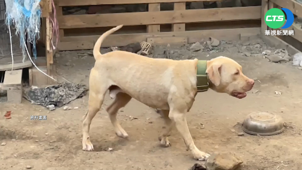 比特犬咬死3歲童 屏縣免死尋找認養