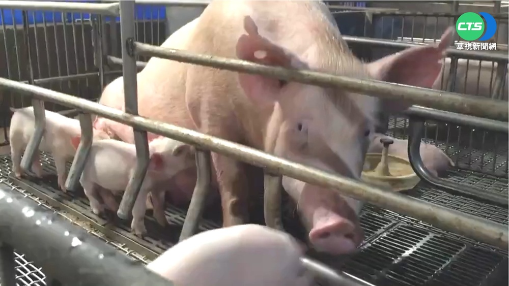 反萊豬不同意大於同意 在地豬農有信心