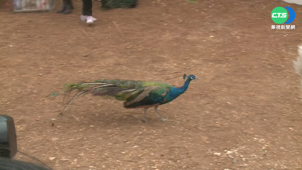澎湖動物園變空城 開幕動物大脫逃