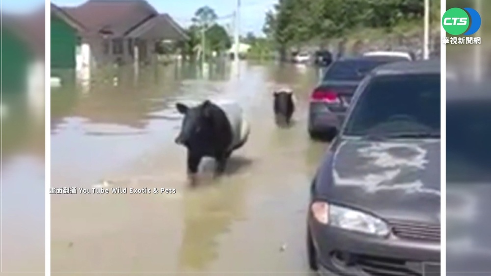 馬國百年一遇洪災 野生馬來貘"流落人間"