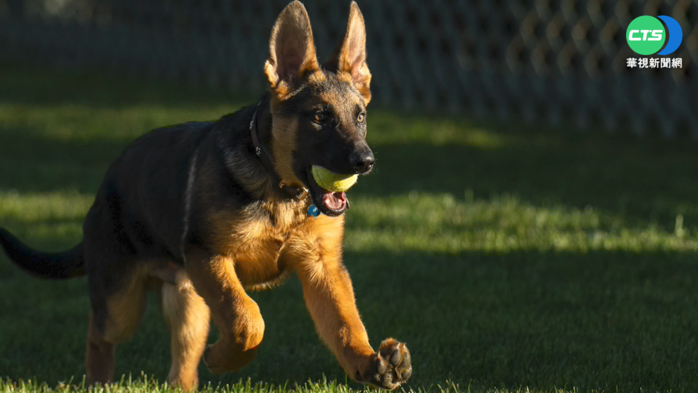 白宮新成員報到! 拜登開心曬毛孩