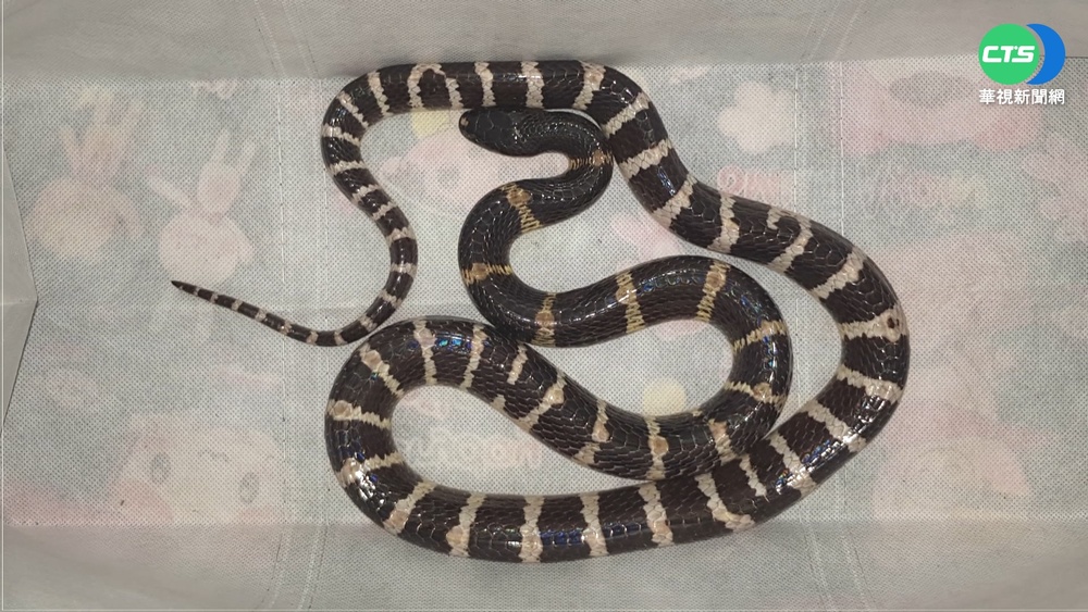 毒蛇暗藏雨傘內 嬤打掃撐開遭狠咬