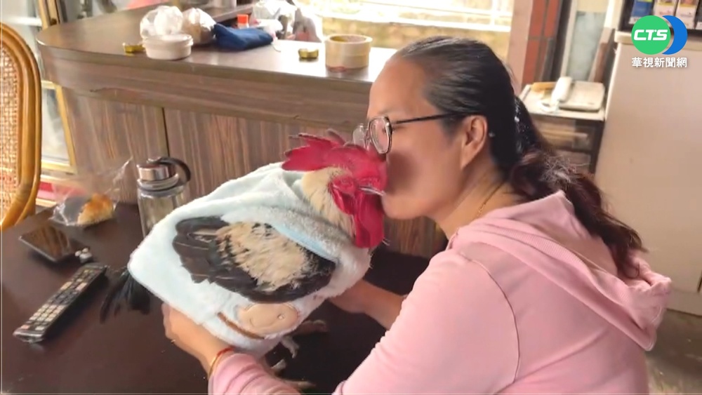 公雞"陳芝麻"好命 穿毛衣.小主人"陪睡"