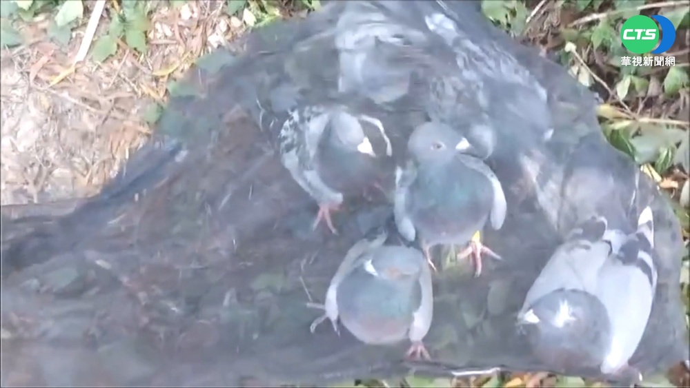 警察局長帶隊砍鳥網 解救受困鳥類