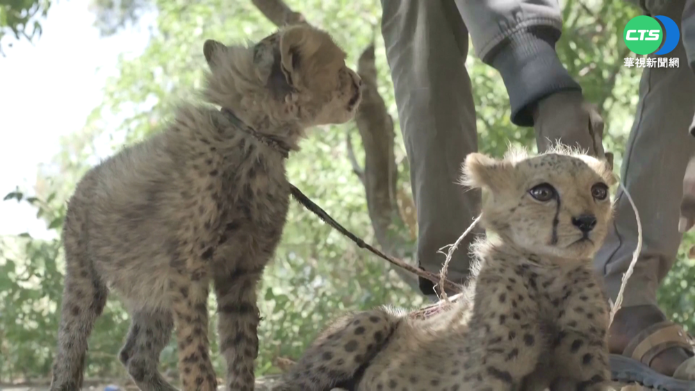 氣候變遷+黑市交易 非洲獵豹快滅絕