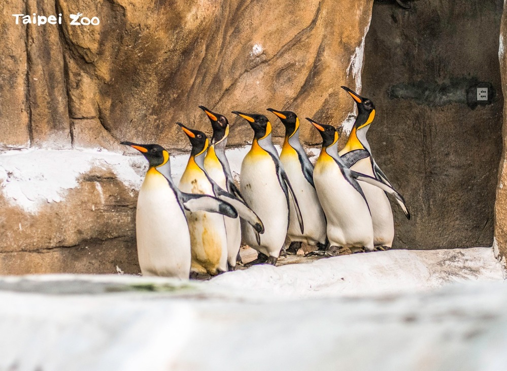（國王企鵝：多拿一點！別客氣！／台北市立動物園提供。）