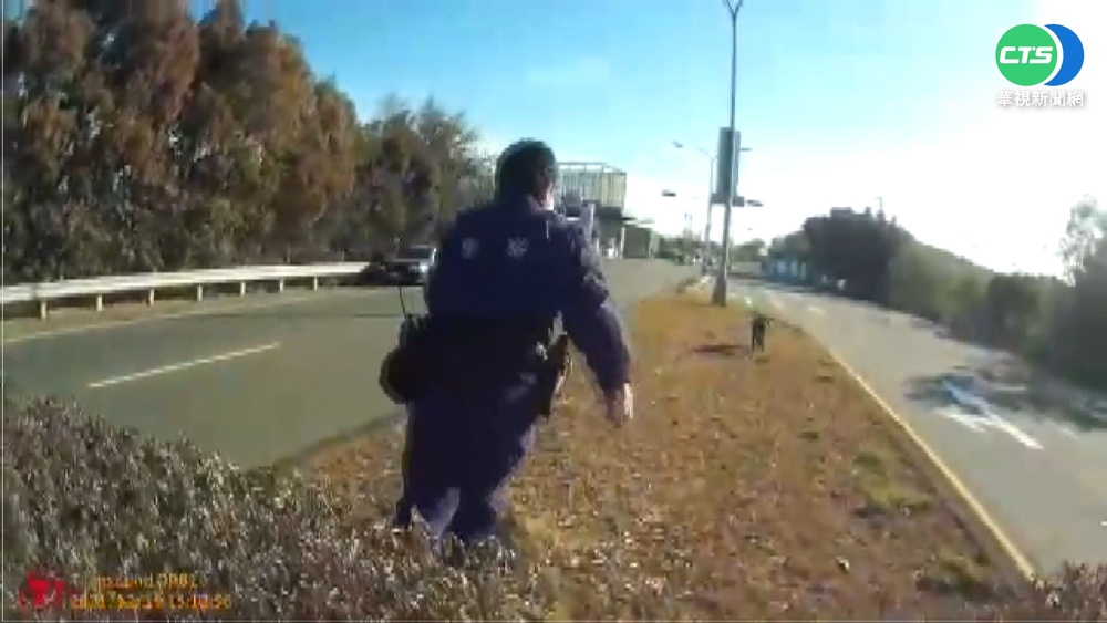 抓不住脫韁小豬! 3警國道圍捕好狼狽